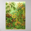 Suche nach haeckel poster Muscinae
