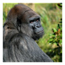 Recherche de gorilla poster Zoo
