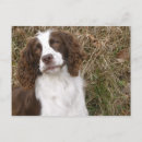 Suche nach englischer springer Hund