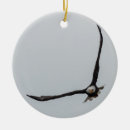 Suche nach kahler adler ornamente Natur