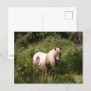 Suche nach shetland pony postkarten Stehend