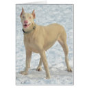 Recherche de blanc dobermann Noir