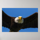 Recherche de aigle posters Prédateur