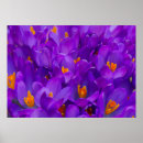 Suche nach krokus poster Natur