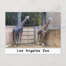 Recherche de zoo cartes postales Mignonne