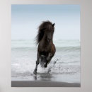 Recherche de chevaux sur la plage posters Nautique
