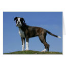 Recherche de boxeur photographie Dog