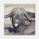 Recherche de bizzare magnets Nature
