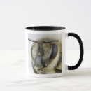 Recherche de invertébré tasses Animaux