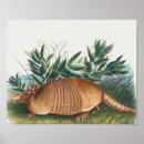 Suche nach armadillo poster Texas
