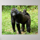 Suche nach gorilla poster wildtiere