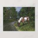 Suche nach paint horse postkarten Pinto