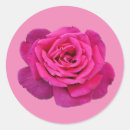 Suche nach single rose aufkleber Liebe
