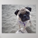 Recherche de pug posters Puppy