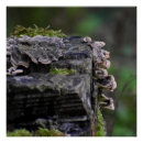 Recherche de de champignon posters Champignons