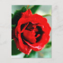 Suche nach rote rose postkarten Valentin