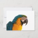 Suche nach folded poster Papagei
