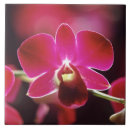 Suche nach orchid fliesen Wild