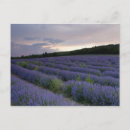 Recherche de de lavande cartes postales Agriculture