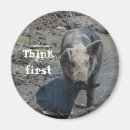 Suche nach schweine magnete Nahrung