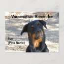 Recherche de rottweilers cartes postales Rottie