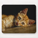 Suche nach niedliches kätzchen mousepads Foto