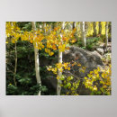 Suche nach espen poster Baum