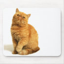 Suche nach persische katze mousepads Katzenartig