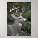 Recherche de cerf virginie posters Nature