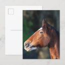 Suche nach clydesdales postkarten Bob langrish