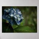Recherche de bleu hortensia fleur art Nature