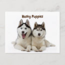 Recherche de visage de chien cartes postales Canine