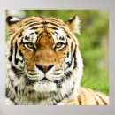 Suche nach seltene poster Tiger