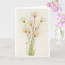 Suche nach baumwollblumen Botanisch