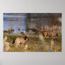 Recherche de whitetail art Cerf de virginie
