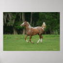 Suche nach appaloosa horse poster Equestrian