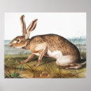 Recherche de animal de faune posters Mammifère
