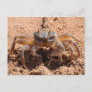 Recherche de de crabe cartes postales Photographie