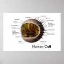Suche nach zentriol poster Biologie