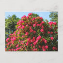 Suche nach rhododendren postkarten Blume