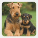 Suche nach airedale terrier aufkleber Welpe