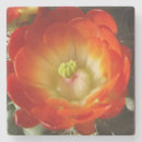 Suche nach kaktus blumen untersetzer Grün