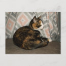 Suche nach sofa postkarten Hauskatze