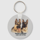 Recherche de german shepherd Gsd