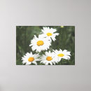 Recherche de fleur de marguerite toiles Pour tous
