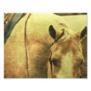 Suche nach palomino poster Western