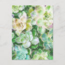 Recherche de sedum cartes postales Succulent