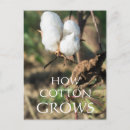 Recherche de cotton cartes postales Plante