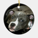 Recherche de chiot de pitbull ornements Chien