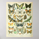 Suche nach vintager schmetterling poster Schmetterlinge